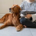 Golden,Retriever,And,British,Shorthair,Accompany,Their,Owner
