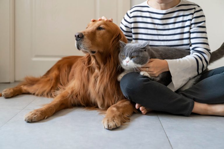 Golden,Retriever,And,British,Shorthair,Accompany,Their,Owner