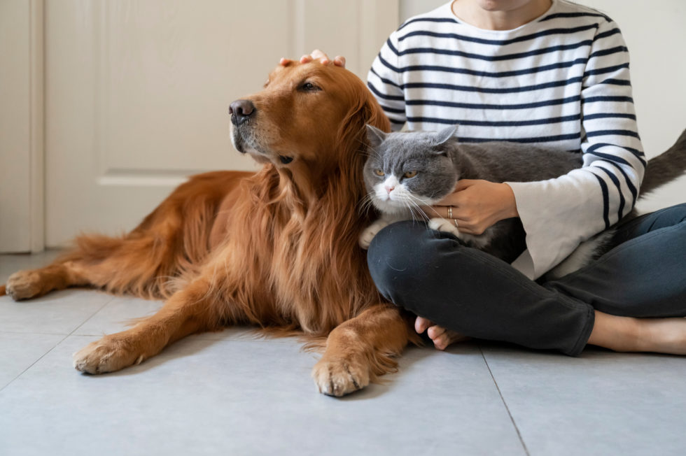 Golden,Retriever,And,British,Shorthair,Accompany,Their,Owner
