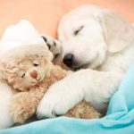 labrador retriever puppy