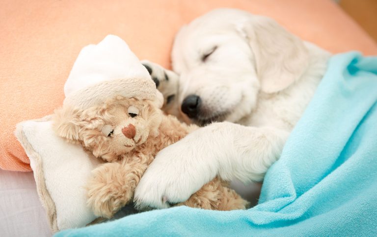 labrador retriever puppy
